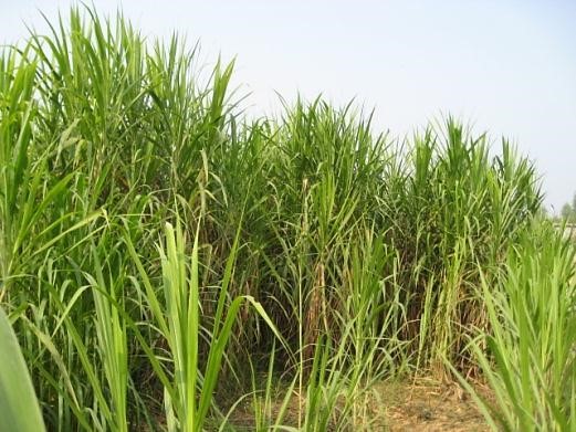 2025年2025澳门原料网站